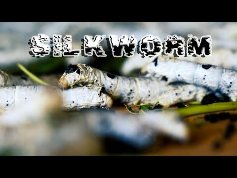 #აბრეშუმის #ჭია  🐛🐛  #Silkworm